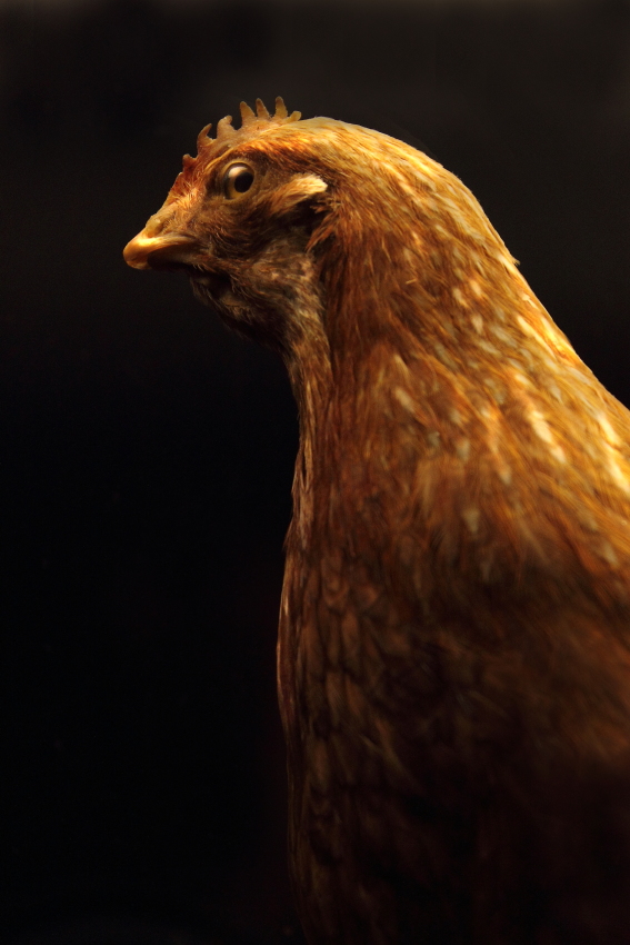 Museo Zoologico Civico di Roma