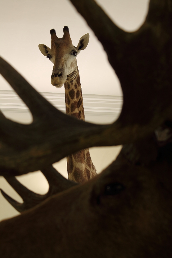 Museo Zoologico Civico di Roma