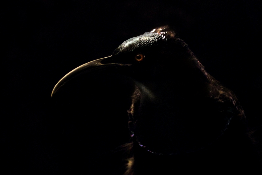 Museo Zoologico Civico di Roma