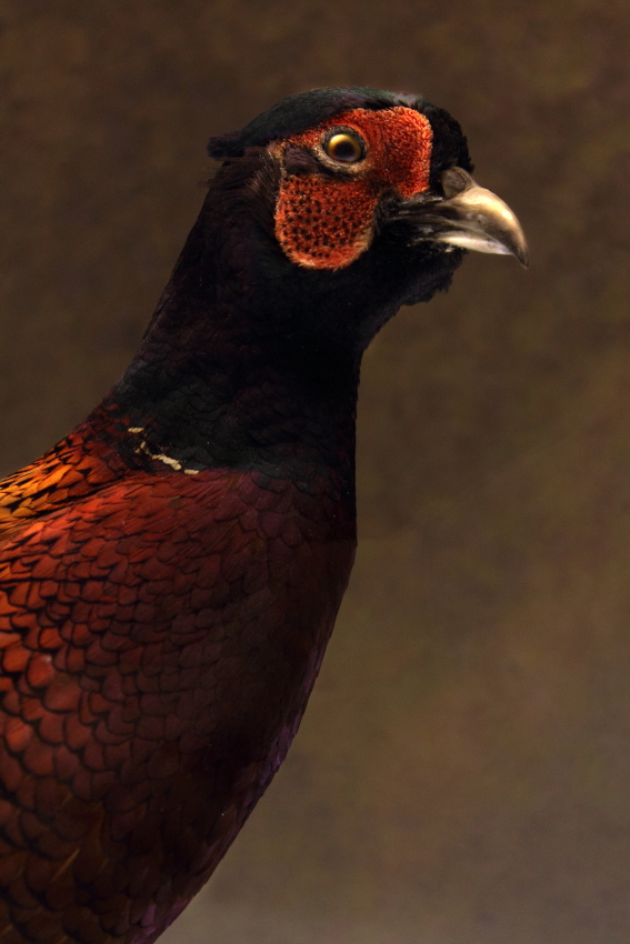 Museo Zoologico Civico di Roma