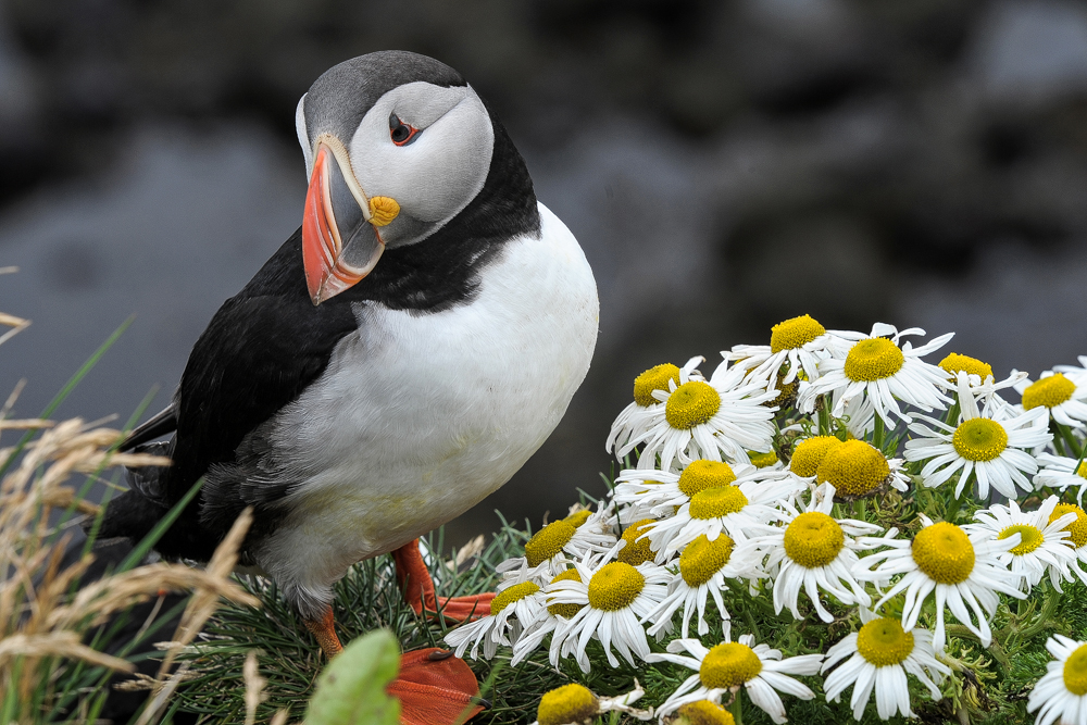 11-islanda-140726-1348-2783