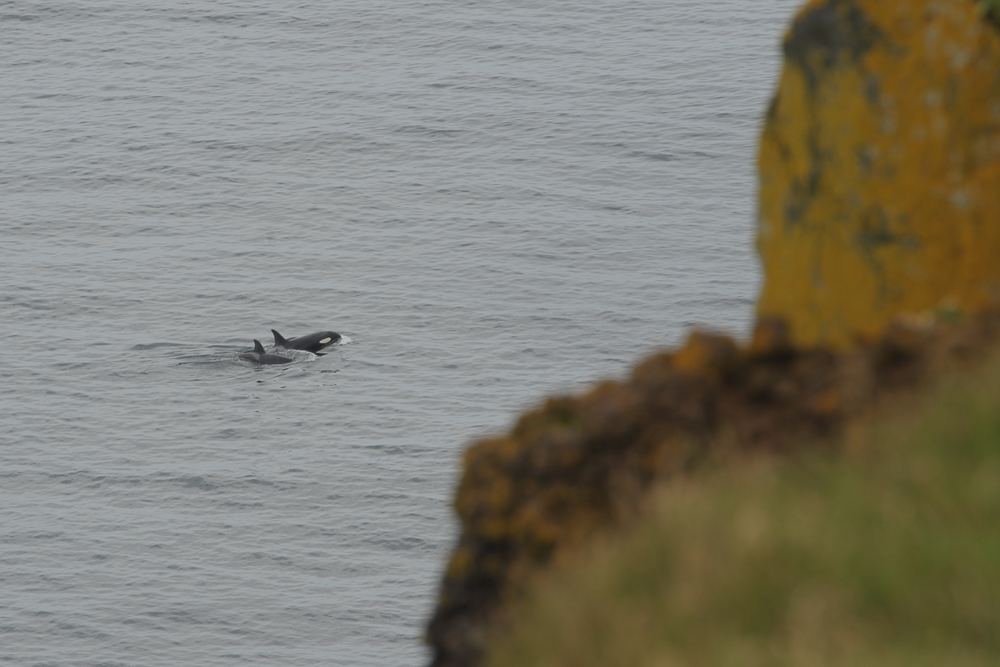 12-islanda-140726-1401-2823