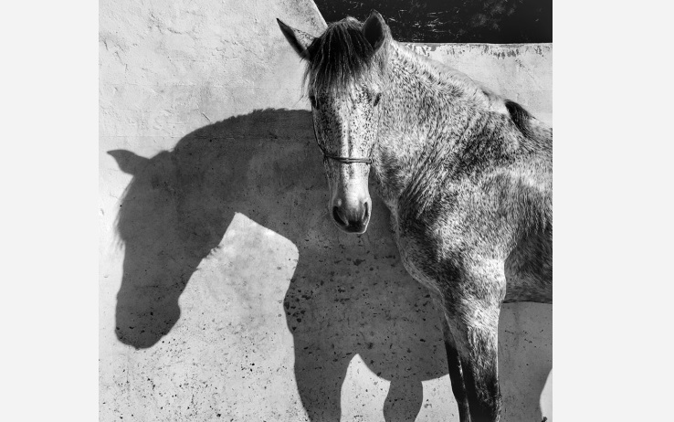 06_1st-Animals_francesca-tonegutti-2-950x883