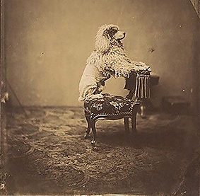 1 Barboncino Imperatrice Eugenia A.A. Disdéri 1850