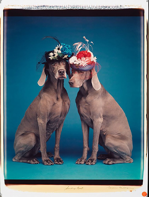 12 William Wegman