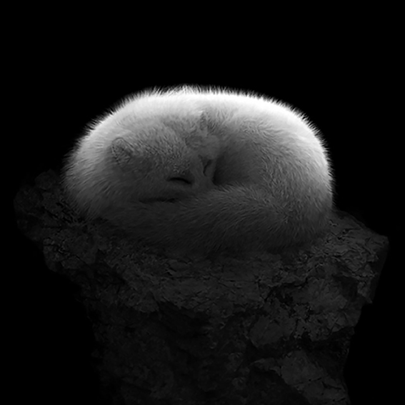 15 Irene-Kung-Volpe-Bianca-2006