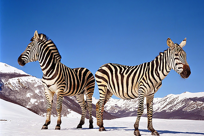 16 Paola Pivi 2003 senza titolo