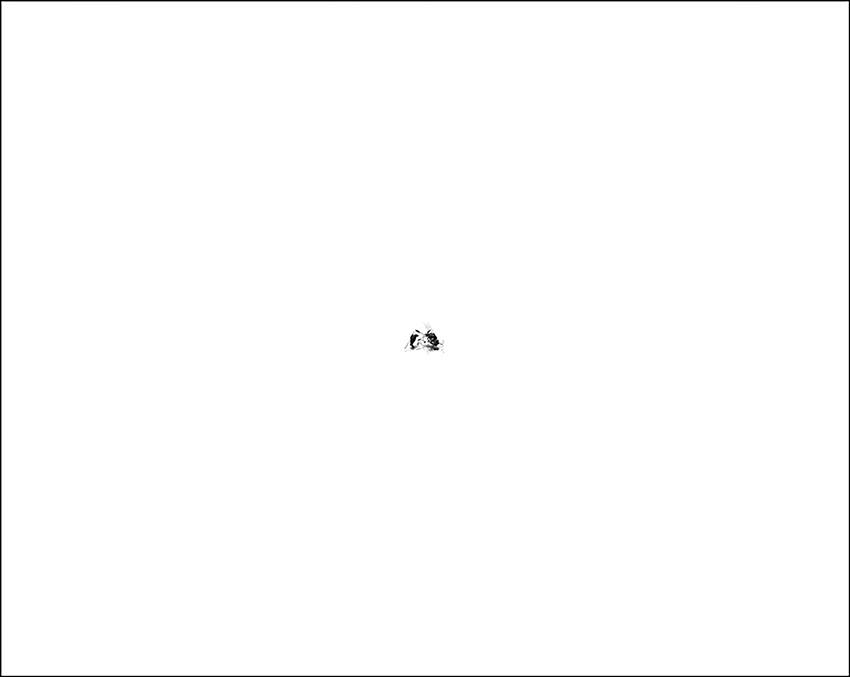 18 Toni Thorimbert Unwittingly I killed that bee