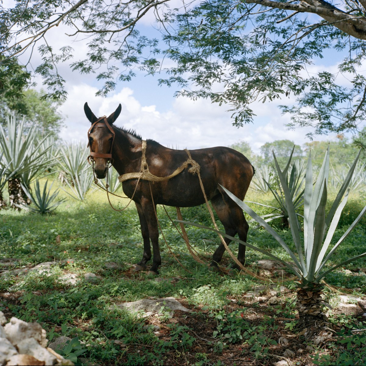 Donkey at henequen plantation. Sotuta de Peon, Mexico. 2016.